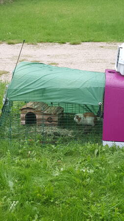 Een ren van een meter voor een cavia met een paars Go hok eraan