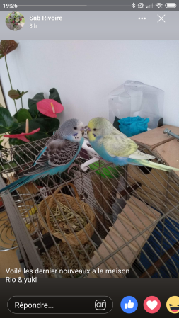 Twee blauw zwart gele parkieten zaten boven op een vogelkooi