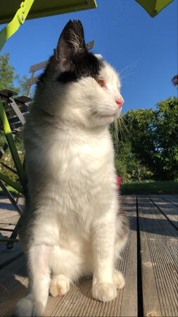 Een kat geniet van de zon op het terras.