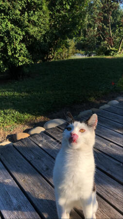 Een speelse kat die zijn lippen likt.