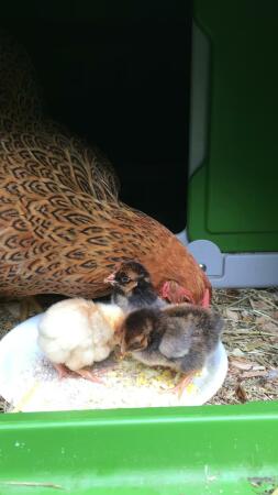 Een grote hen en drie kleinere kuikens