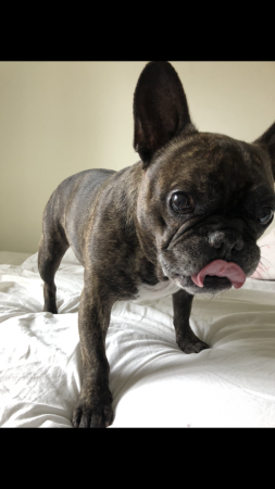 Schattige hond op bed