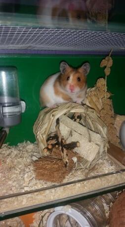 TortoisShell witte hamster