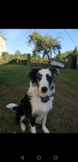 Een zwart-witte hond zat in een tuin