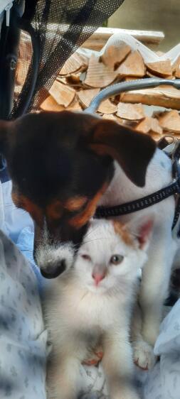 Kat en hond knuffelen