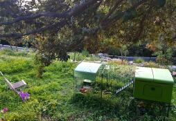 Omlet groen Eglu Cube groot kippenhok en ren in tuin