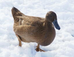 Eend in de sneeuw