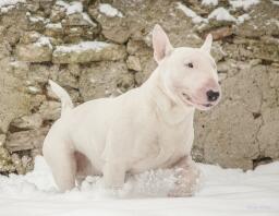 Een witte bull terrier die door Snow