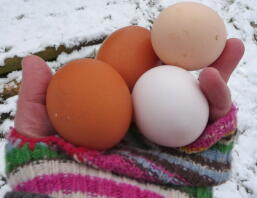 Winter eieren