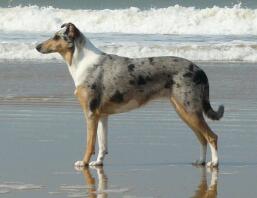 Een mooie hond die bij de zee staat.