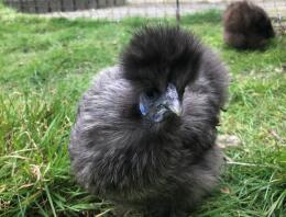 Lunar - mijn zilverpatrijs miniatuur Silkie