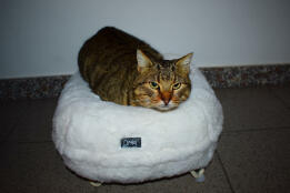 Een kat die in een broodhouding in zijn witte donutvormige bed zit