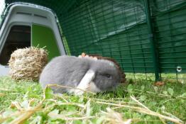 Een klein grijs-wit konijntje genietend van wat gras in zijn leefruimte