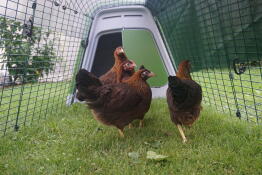 4 kippen die de activiteit buiten hun ren observeren