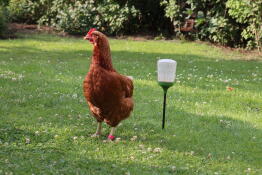 Een oranje hen staat naast een lege pik voerbak op een tuin gazon