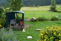 Omlet inloop cavia ren in tuin