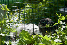 Simba en timmy Gowonden in de speeltuin