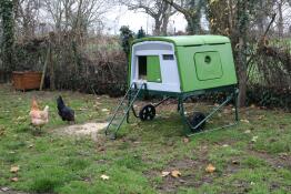 Het kippenhok Eglu Cube groen van mijn grote kippen