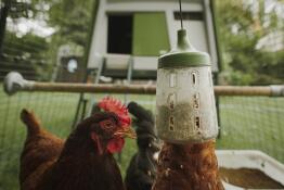 Een hangend pikspeeltje met maïs erin en kippen die ervan eten met een kippenhok Cube op de achtergrond