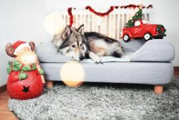 Hond liggend op Omlet Topology hondenbed met bolster topper en ronde houten poten