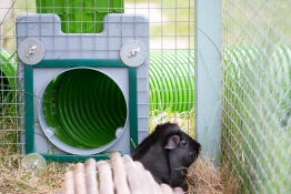 Het deurframe en de deurset van de binnenkant van de kooi - de groene gaasbeschermers houden de cavia's veilig Goheen en weer