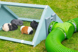 De cavia's krijgen toegang tot hun nieuwe uitloopren dankzij hun Omlet Zippi tunnels en nieuwe t - secties