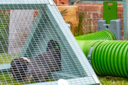 De cavia's komen uit hun nieuwe t - sectie in de ren, ze houden ervan dat ze nu de optie hebben van zoveel plaatsen om gras te eten! 