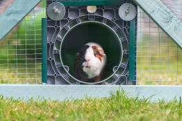 Jersey de cavia in haar Omlet Zippi tunnel