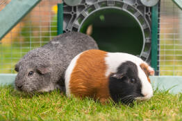 De cavia's arriveren in hun nieuwe ren met dank aan hun Zippi Omlet tunnel