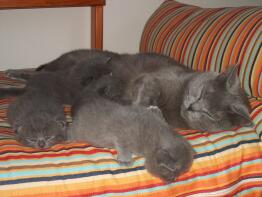 Een grijze moederpoes met drie katjes slapend op een gestreept bed