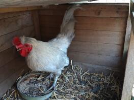 Een grote lavendel Araucana haan. Mooie vogel!