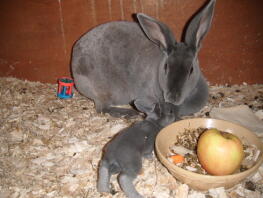 Mama konijn met haar baby in hok