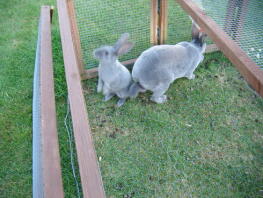 Twee konijnen buiten in hun ren