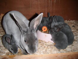 Mama konijn met haar baby's in hok