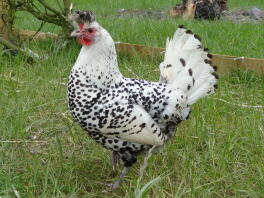 Appenzeller hen