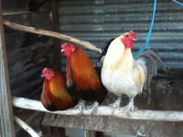 3 Araucana-hanen