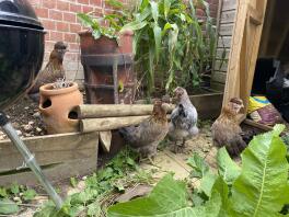 3 Zwart-gouden Araucana hennen met een jonge Maran