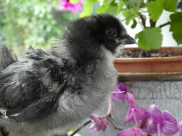 donkerblauw araucana kuiken