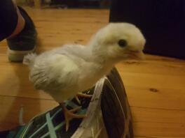 Een week oude araucana