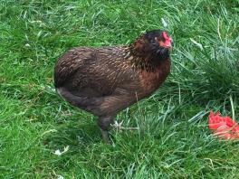 Vrouw Martelaar onderwerpen Araucana | Araucana For Sale | Kippenrassen