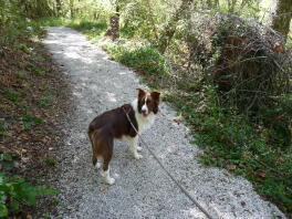 Rocky houdt van wandelen!