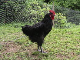 13 weken oude Australorp Cockeriel