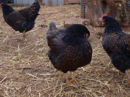 Hannah, Sarah en Blossom the Barnevelders