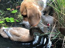 Een bruin-wit-zwarte beagle kijkt naar een eend in een vijver