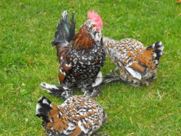 Drie zwartbruine en wit gelaarsde krielkippen op een grasveld