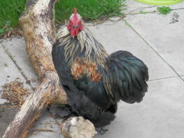 Vier maanden oude Ziggy Starduct Silver Pekin Booted Bantam