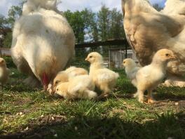 Paaskuikentjes met twee moeders