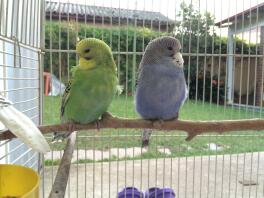 Leukste Baby Budgies