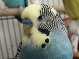Dit is Sky the Budgie!