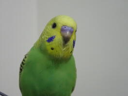 Hallo